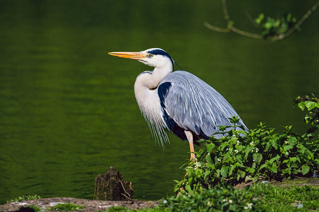 Birds in Peril: Threats to Avian Biodiversity